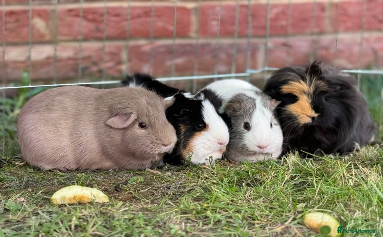 Guinea Pig rodents - Advert 2