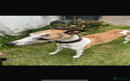 Mixed Breed dogs for sale: Whippet x greyhound puppies  - Image 10