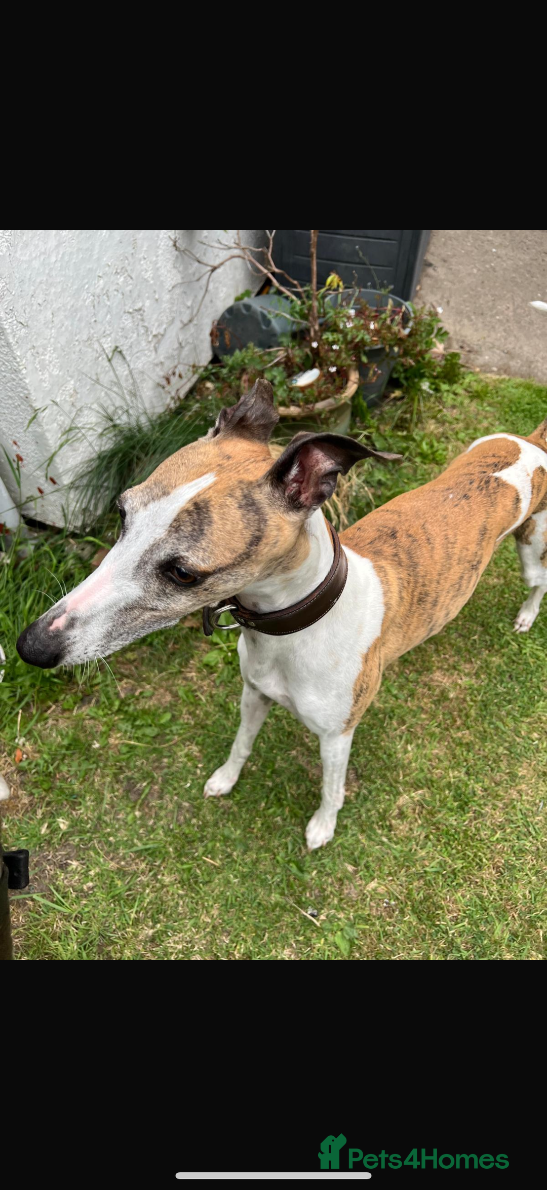 Mixed Breed dogs for sale: Whippet x greyhound puppies  - Image 10