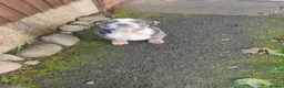 English Bulldog dogs for sale: chunky English Bulldog Puppers in Manchester - Advert 9
