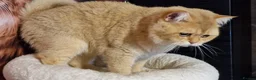 British Shorthair cats for stud: BSH registed proven stud - Advert 12