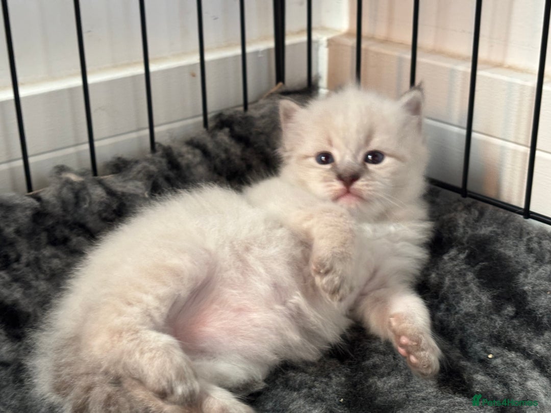 Siberian cats for sale: 🌓Word Champion Grandfather 🌖 - Advert 4