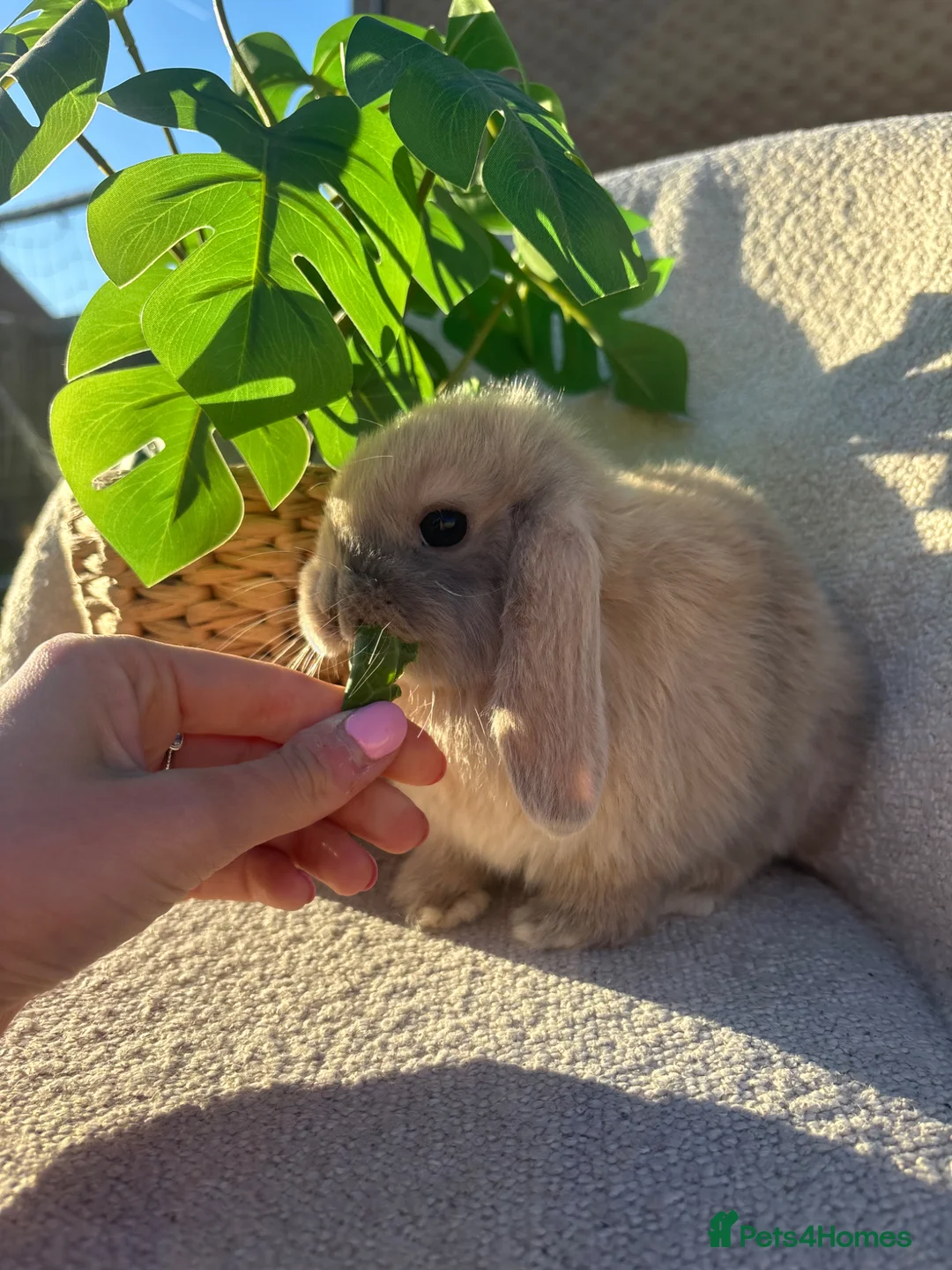 Mini Lop rabbits for sale: Baby mini lops for sale **ready now** - Advert 8