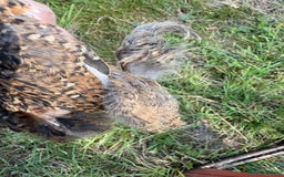 Chickens poultry for sale: 2 pekin millefluer growers - Image 7