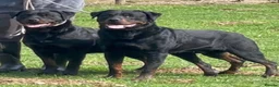Rottweiler dogs for sale: ADRK German bloodline Rottweiler puppies     - Advert 16