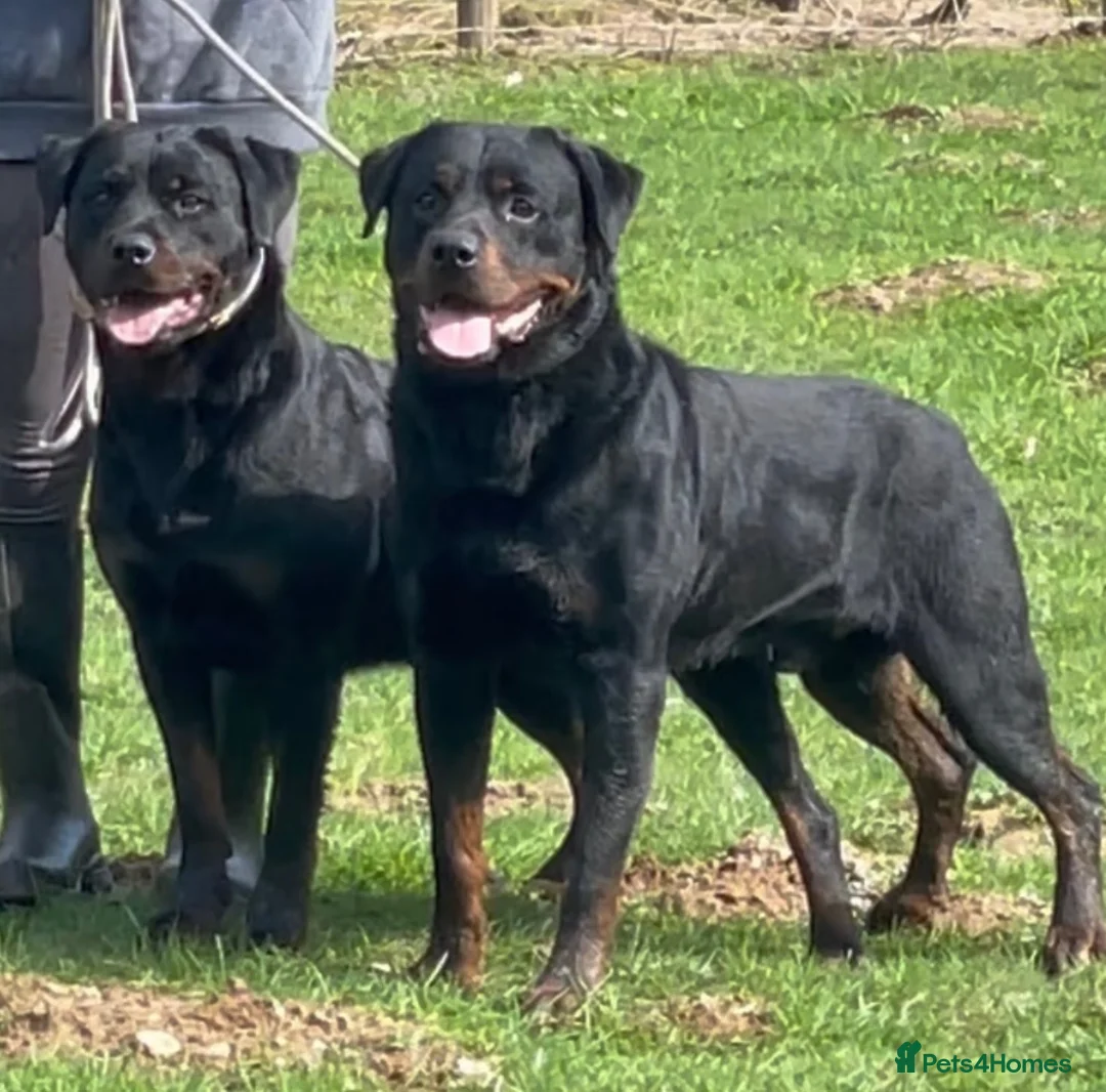 Rottweiler dogs for sale: ADRK German bloodline Rottweiler puppies     - Advert 16