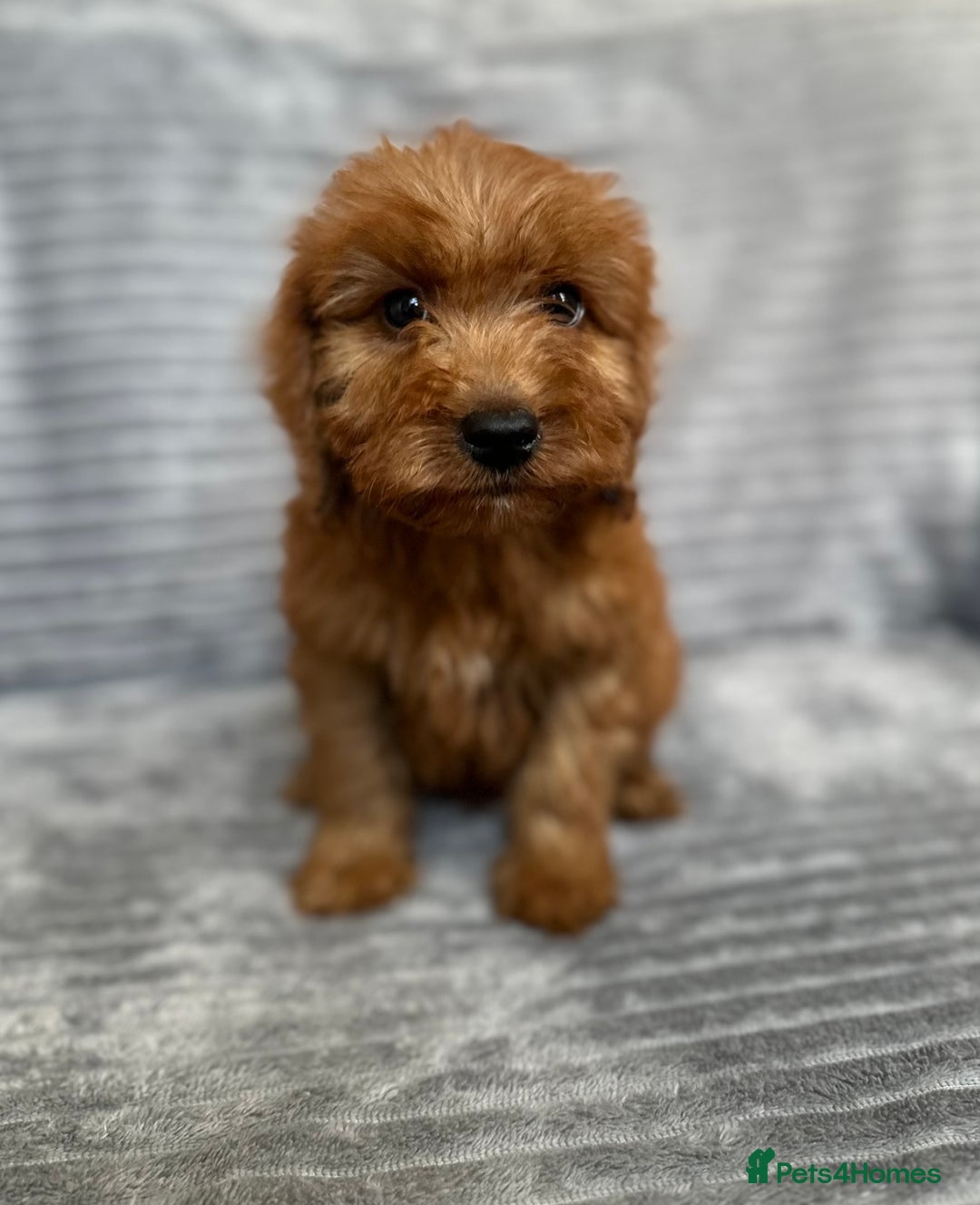 Cockapoo dogs for sale: Adorable Cockapoos looking for forever homes - Image 29