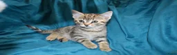 Mixed Breed cats for sale: 6 Gorgeous kittens for sale - Advert 22