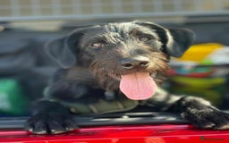 Mixed Breed dogs for adoption: DOLLY - Really Wants a Canine Buddy! - Image 1