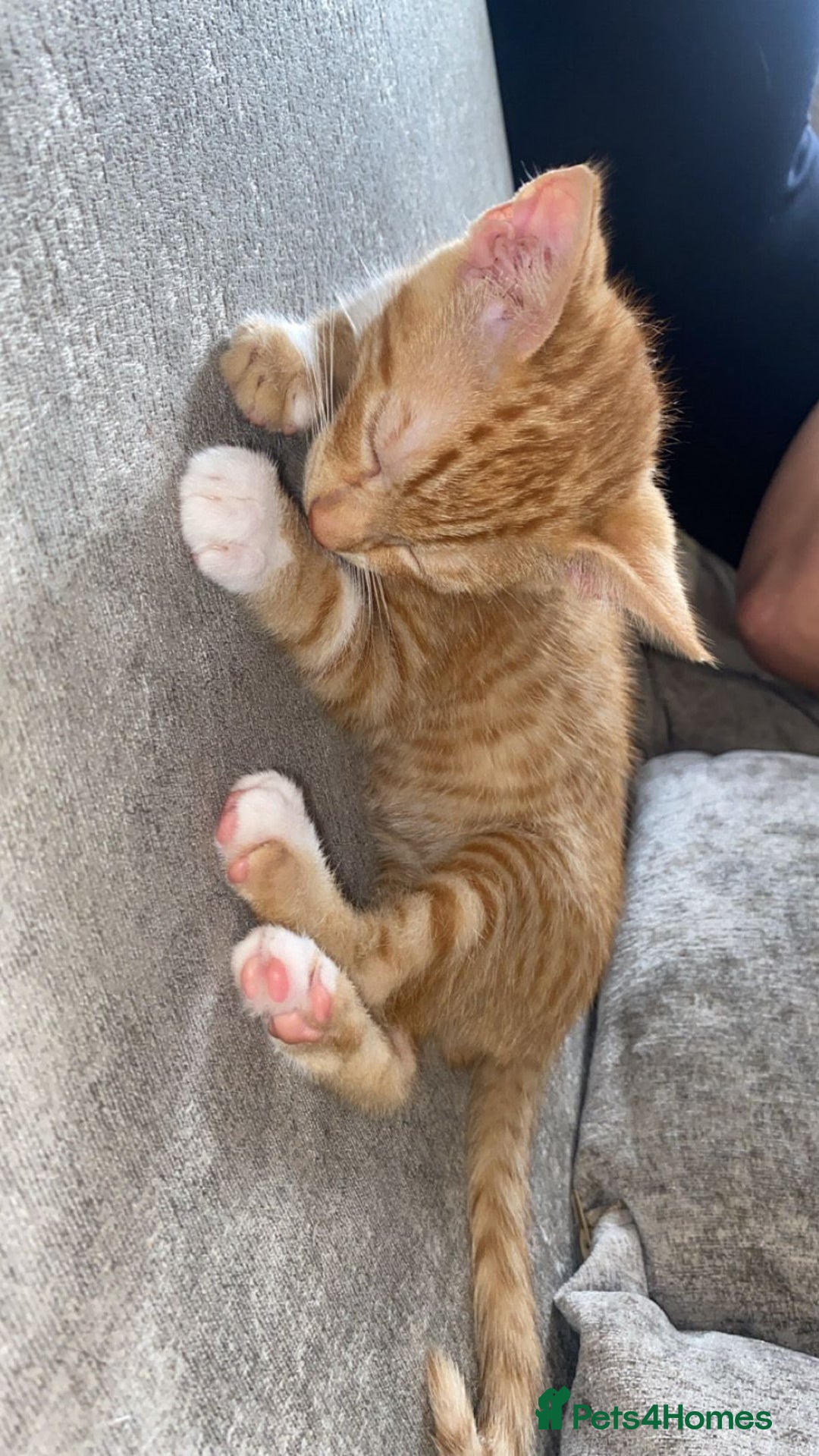 Mixed Breed cats for sale: Kittens for sale - Image 4