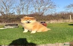 Japanese Akita Inu dogs for sale: 2 stunning longcoats - Advert 2