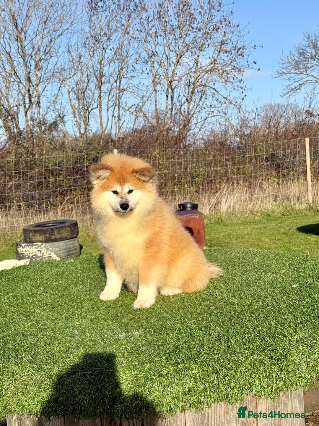 Japanese Akita Inu dogs for sale: 2 stunning longcoats - Advert 2