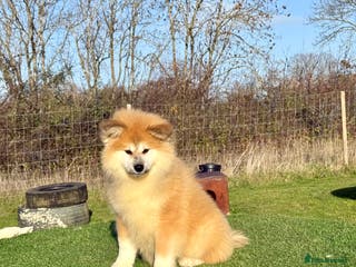 Japanese Akita Inu dogs 2 stunning longcoats - Advert 3