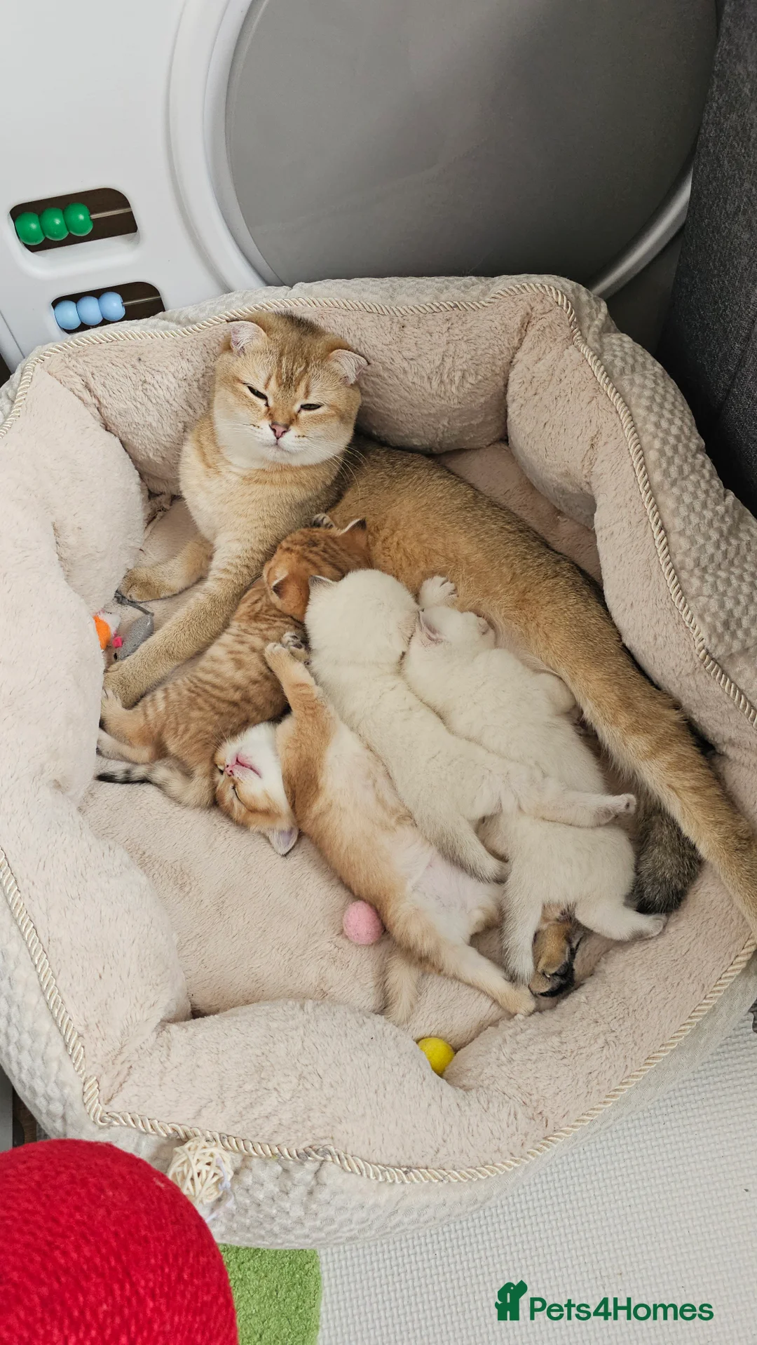 Scottish Fold cats for sale: Tica Registered pedigree kittens  - Advert 3