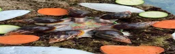 Snails invertebrates for sale: Giant African Snails for sale! - Advert 9