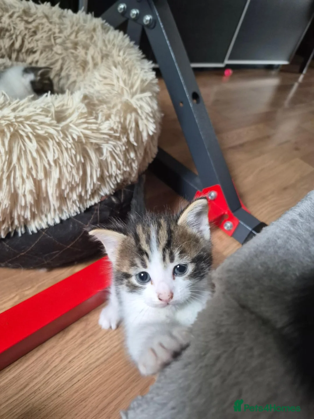 Mixed Breed cats for sale: Kittens - Advert 19
