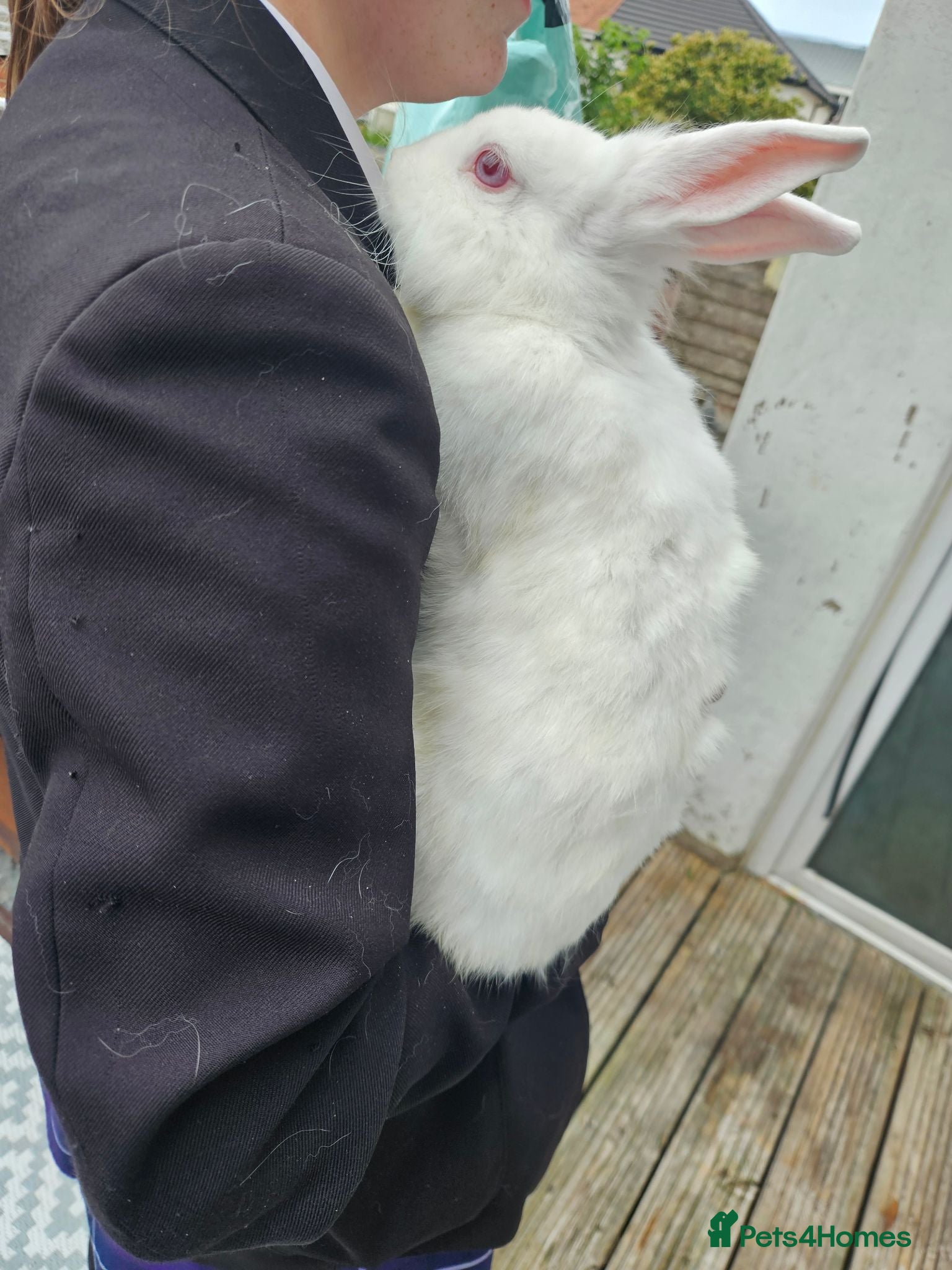 Mixed Breed rabbits Sale rehome 12 to 18month old bonded bunnies - Advert 2