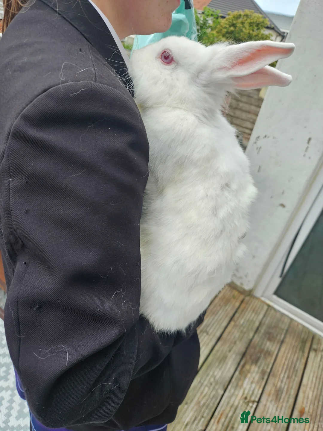 Mixed Breed rabbits for sale: Sale rehome 12 to 18month old bonded bunnies - Advert 2