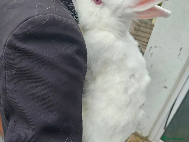 Mixed Breed rabbits for sale: Sale rehome 12 to 18month old bonded bunnies - Advert 2