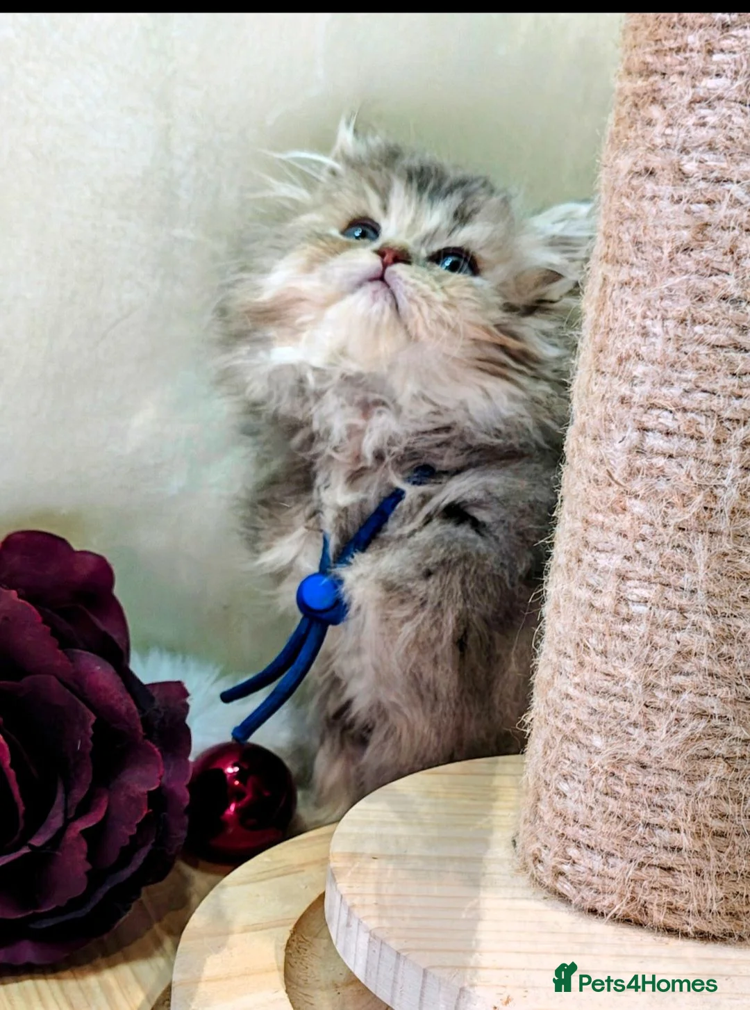British Longhair cats for sale: Fawn/cinnamon/red/blue golden  - Advert 2