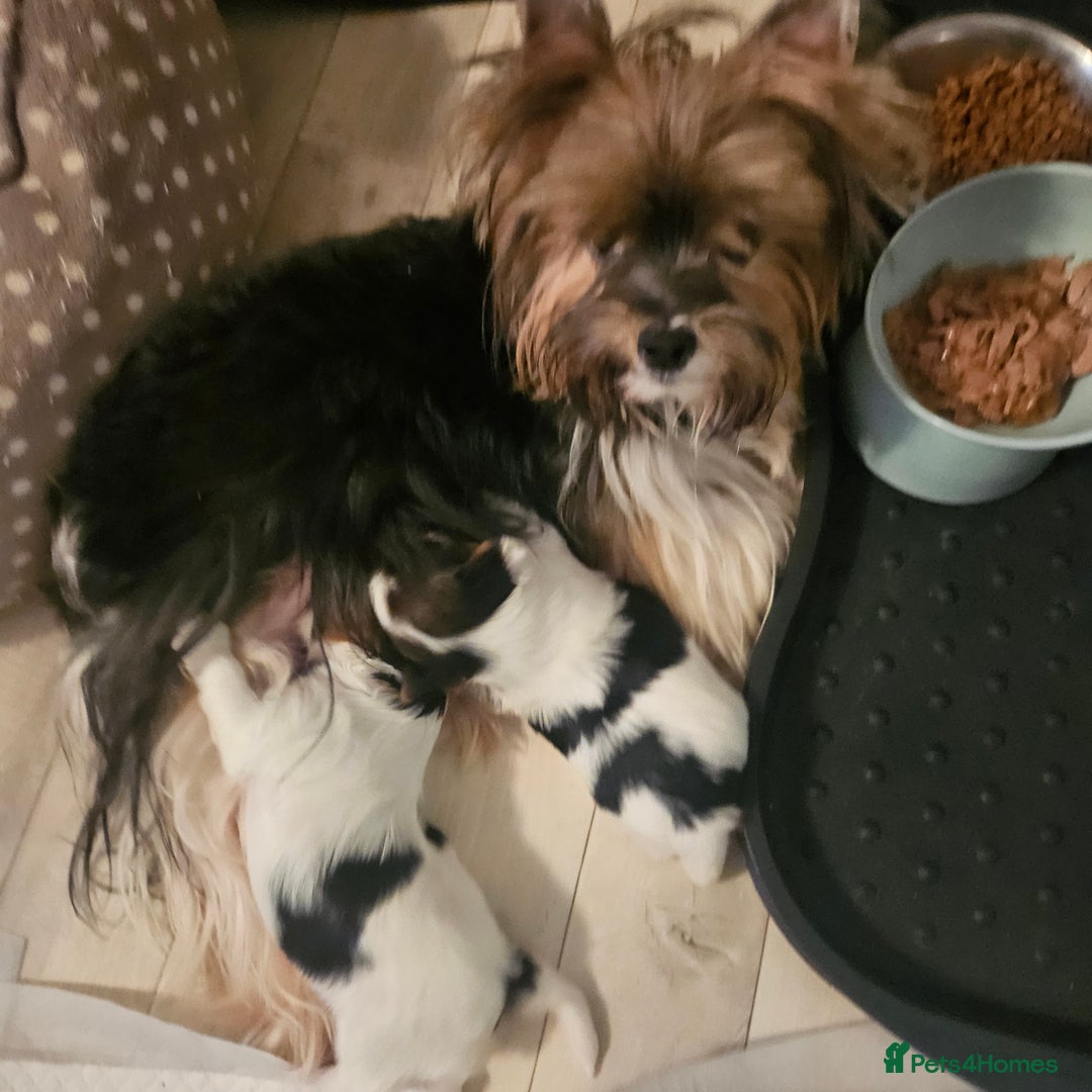 Yorkshire Terrier dogs for sale: Two beautiful Yorkshire Terrier (Biewer) puppies - Advert 4