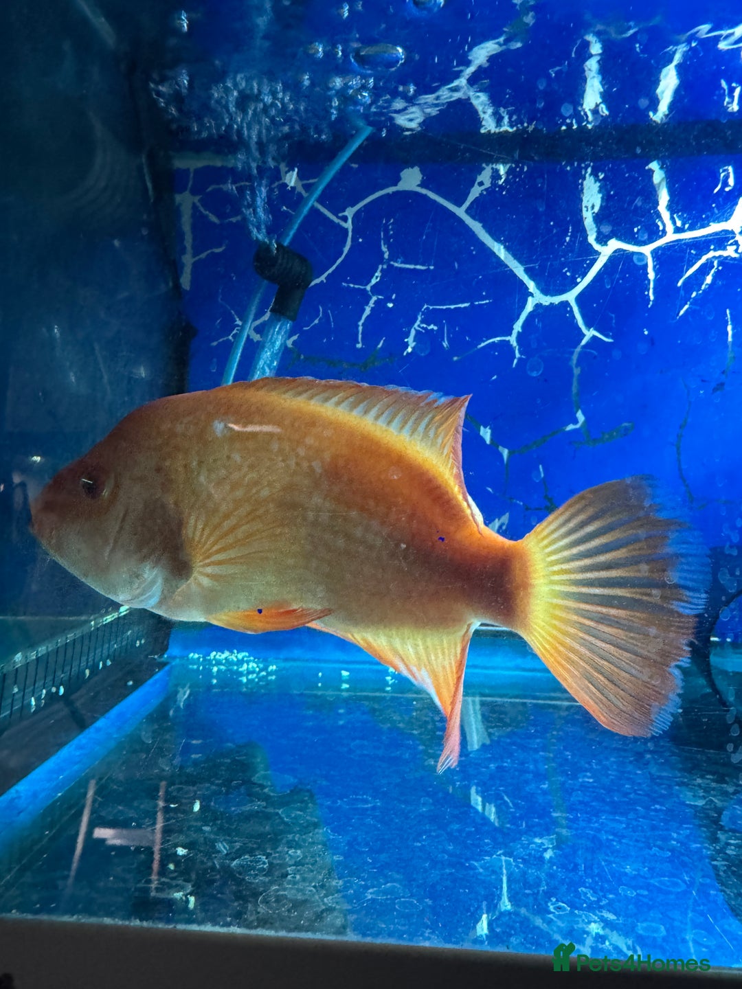 Cichlids fish for sale: Midas free to collect from knutsford  - Advert 2