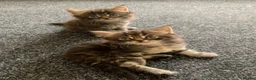 Mixed Breed cats for sale: Mixed Main Coon kittens  - Advert 3
