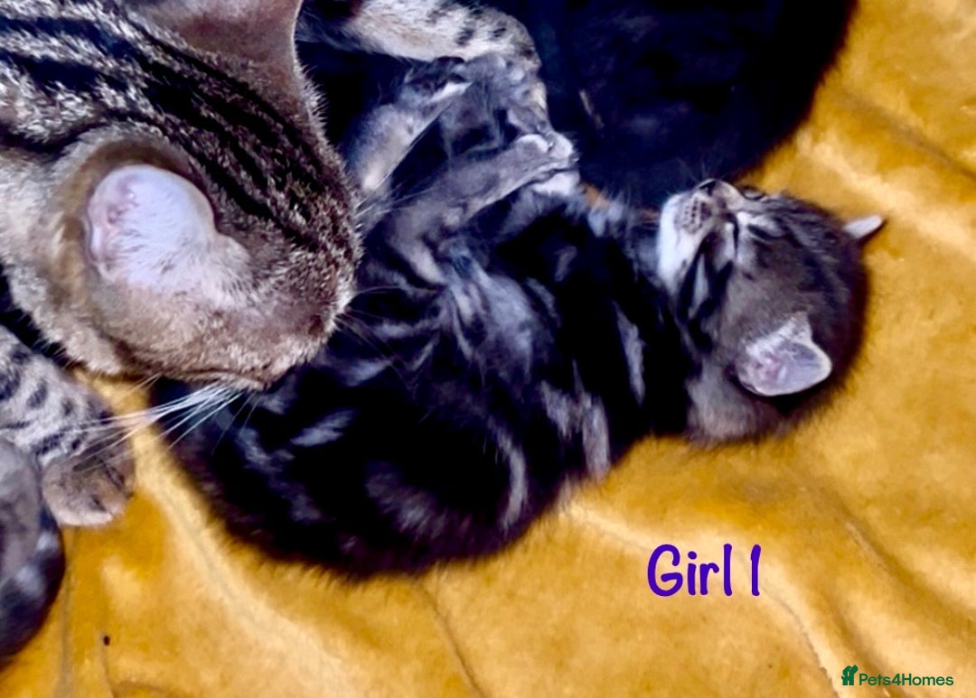 Bengal cats for sale: Gorgeous 5 Bengal-cross kittens - Image 11