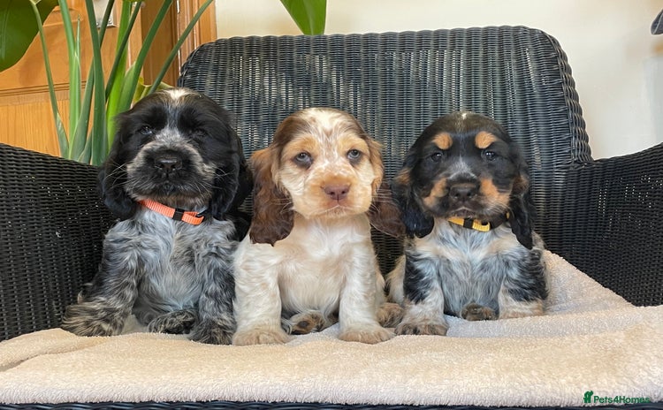 Cocker Spaniel dogs - Advert 1