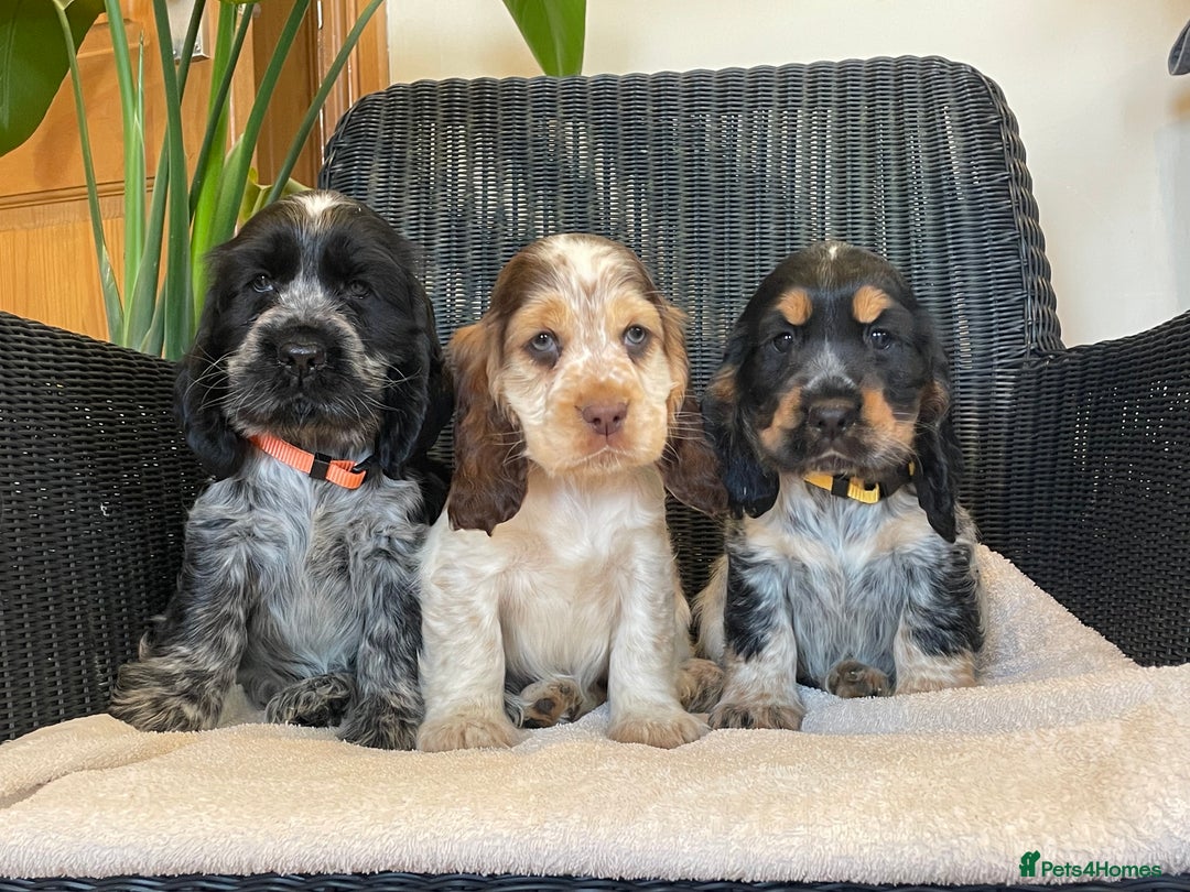 Cocker Spaniel dogs for sale: KC registered Show Type Cocker Spaniel Pups - Image 15