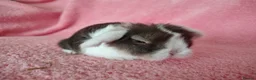 Mini Lop rabbits for sale: Baby mini lops for sale  - Advert 2