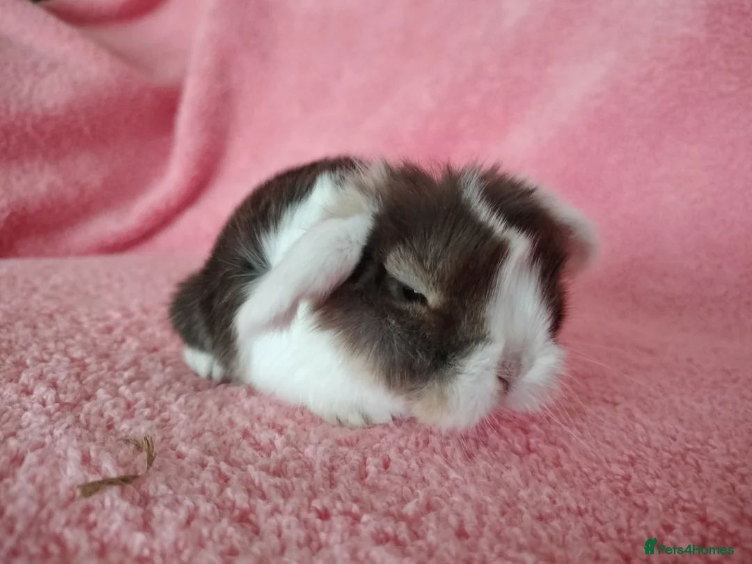 Mini Lop rabbits for sale: Baby mini lops for sale  - Advert 2