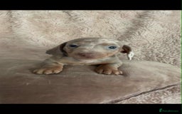 Dachshund dogs for sale: Kc reg miniature dachshund puppies - Image 7