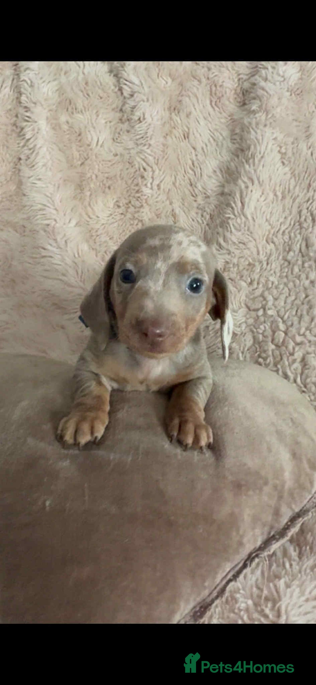 Dachshund dogs for sale: Kc reg miniature dachshund puppies - Image 7