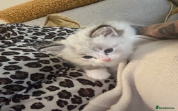 Ragdoll cats for sale: 😻 2 GORGEOUS RAGDOLL KITTENS 😻 - Image 10