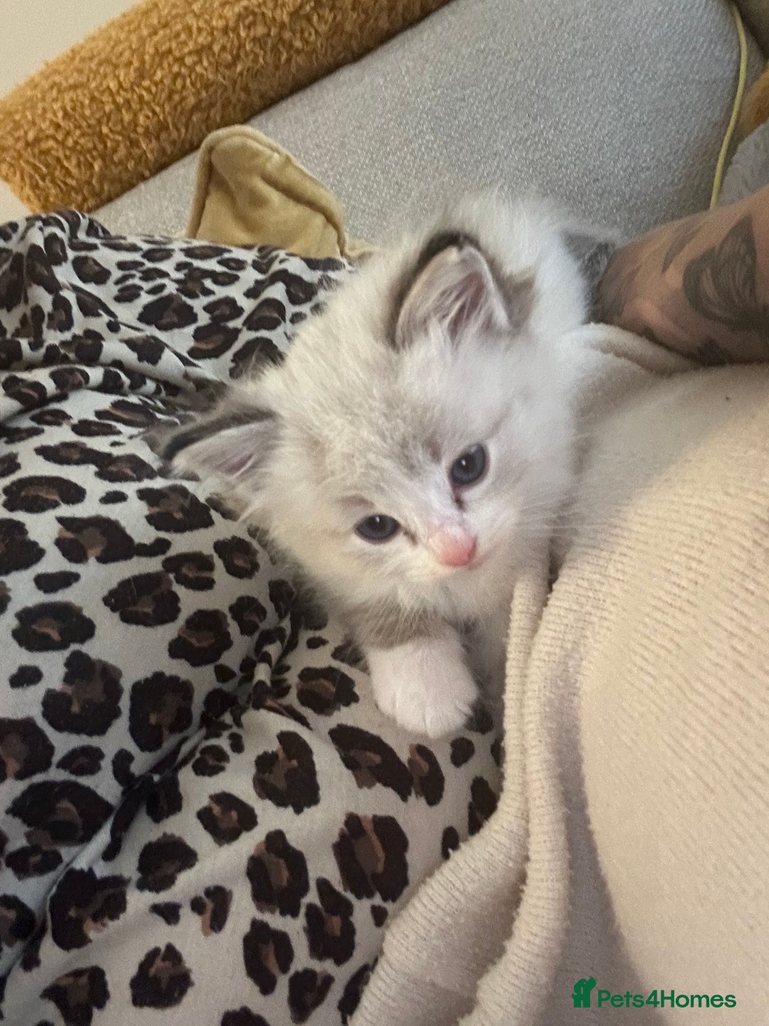 Ragdoll cats for sale: 😻 2 GORGEOUS RAGDOLL KITTENS 😻 - Image 10
