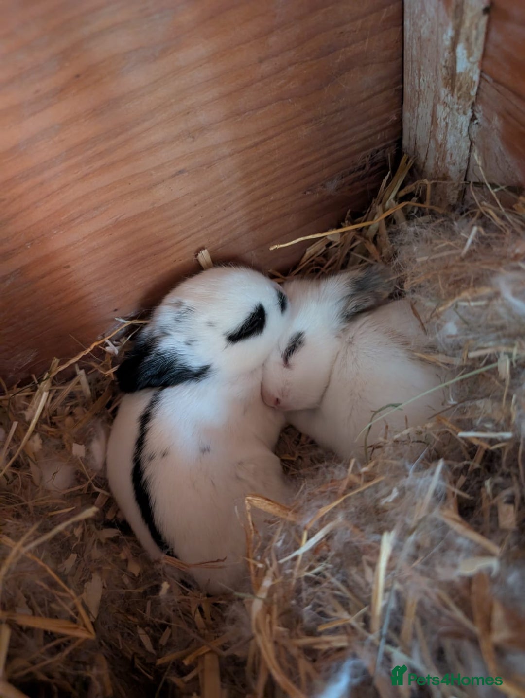 English Spot rabbits for sale: 2 Female English Spot x Lop Rabbits  - Image 11