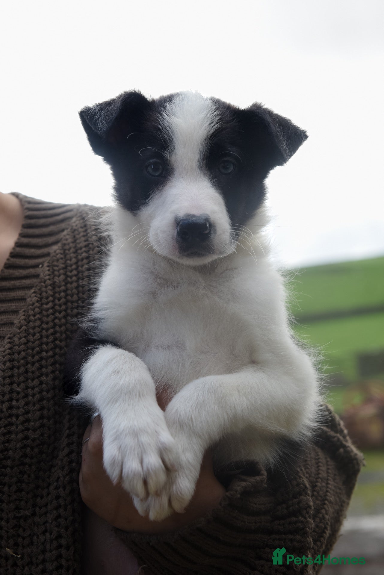 Border Collie dogs Stunning Blue & white / black & white pups - Advert 1