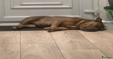 Mixed Breed dogs - Advert 5