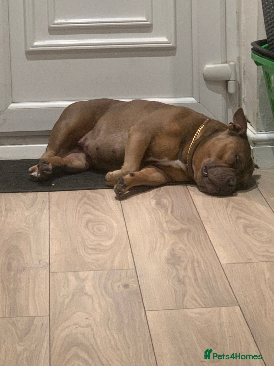 Mixed Breed dogs for sale: Bulldogs for sale  - Image 2