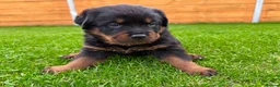 Rottweiler dogs for sale: KC Registered German Line Rottweiler Puppies 🐾🐾 - Advert 22