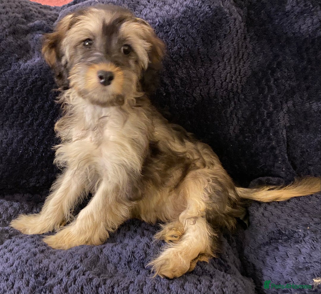 Cockapoo dogs for sale: Tri Colour Cockapoo - Image 4