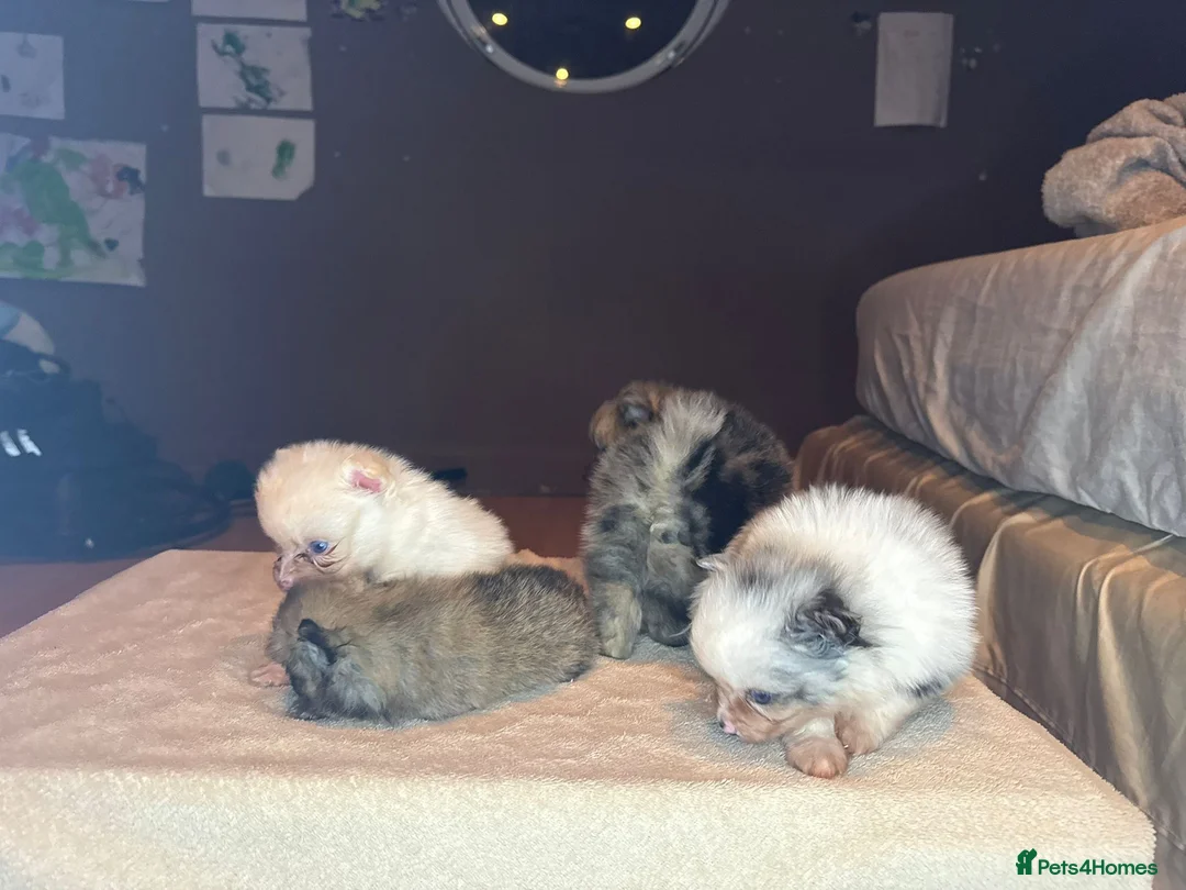 Pomeranian dogs for sale: 🐾 Adorable Merle Pomeranian Puppies for Sale 🐾 - Advert 30