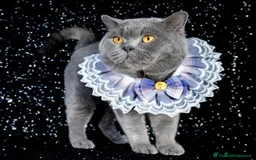 British Shorthair cats for sale: 4 month old GCCF British Short Hair - LILAC - Image 5