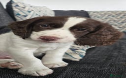 Cocker Spaniel dogs for sale: Cocker spaniel  - Image 1