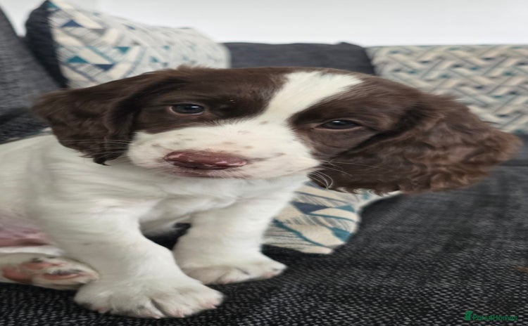 Cocker Spaniel dogs - Advert 1