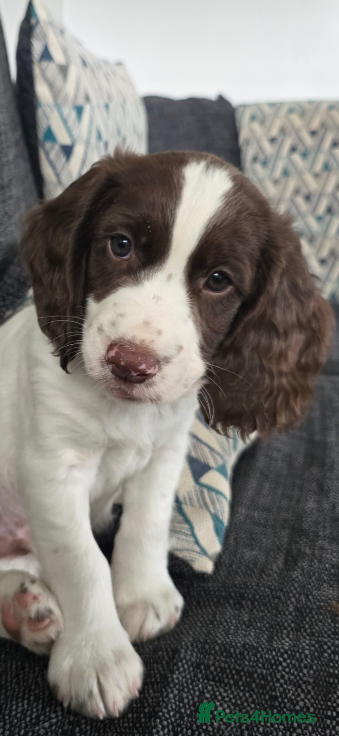 Cocker Spaniel dogs for sale: Cocker spaniel  - Image 1