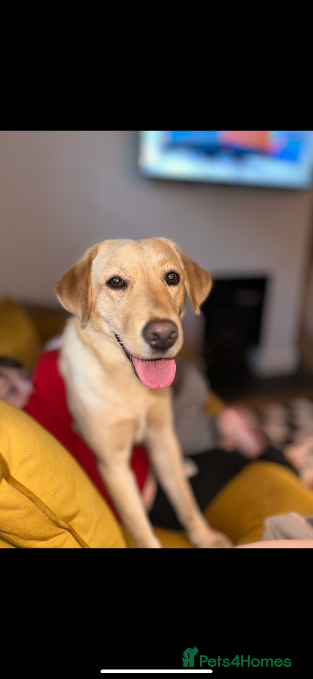 Mixed Breed dogs for sale: Dachsador  - Advert 1