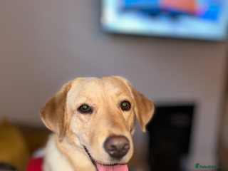 Mixed Breed dogs Dachsador - Advert 2