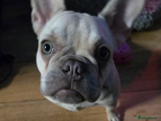 French Bulldog dogs 8 month old cream french bulldog puppy for sale - Advert 1